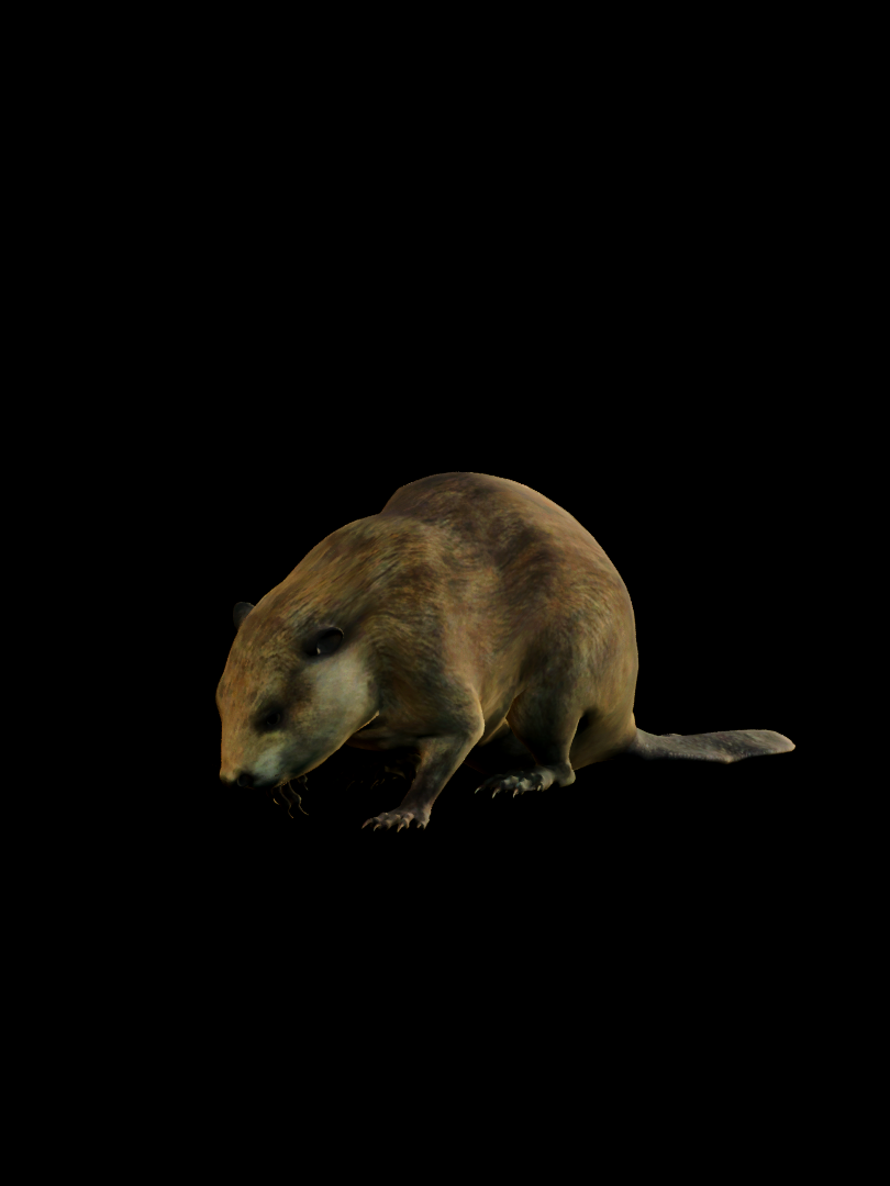 North American Beaver A - Digging [Static] (Castor canadensis) - Baldur ...
